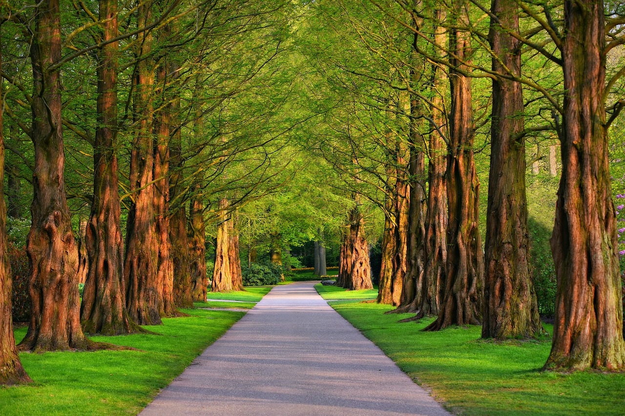 pathway, park, trees