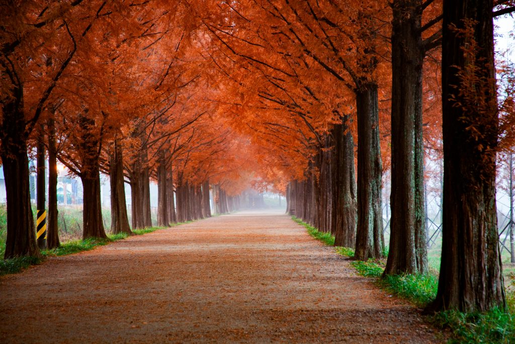 Peaceful autumn pathway lined with vibrant fall foliage and towering trees, creating a serene landscape.